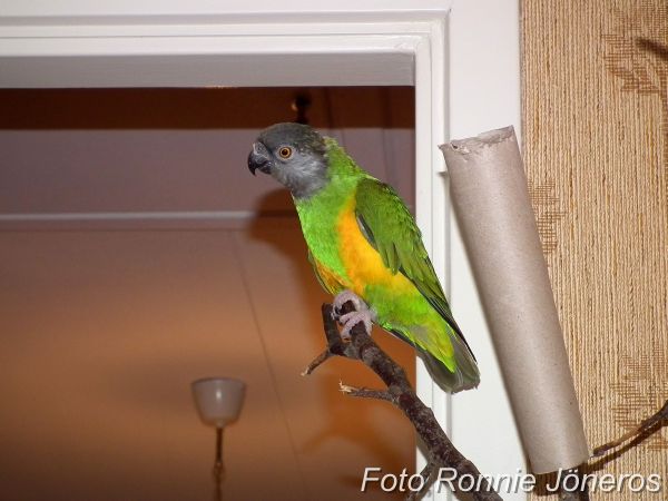 Morhuvad papegoja (Poicephalus senegalus)